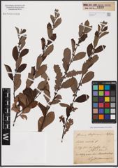 Foto von Salix aurita L.